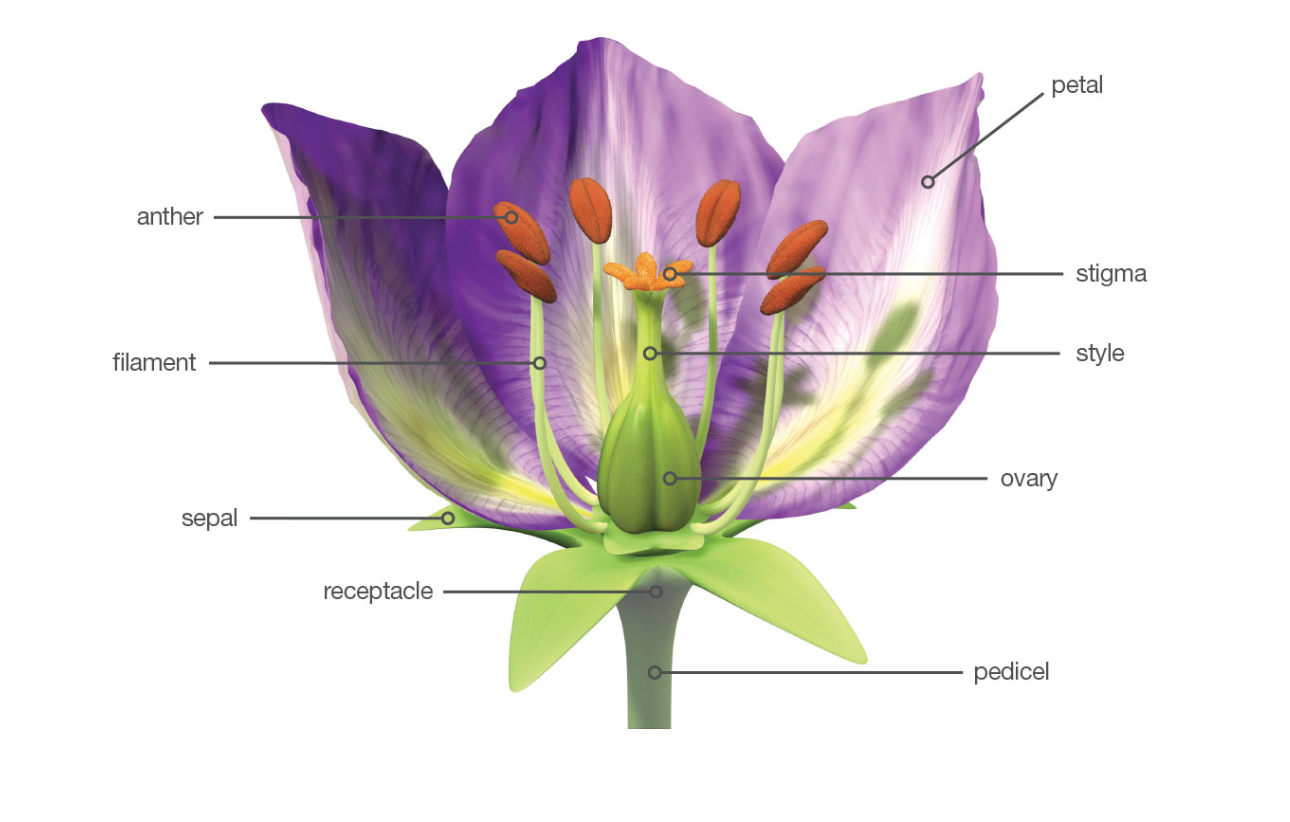 Parts of a Flower